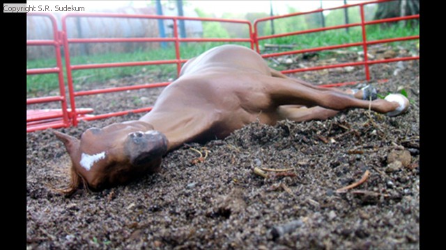 Breyer Stock Horse Mare Remade Lying-down