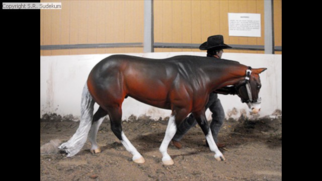 Black Horse Ranch Western Pleasure Horse