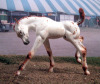 Breyer Frolic Foal