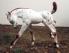 Breyer Classic Frolicing Foal CPO