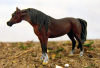 Bennett Pewter Arabian Stallion