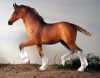 Rhodes Clydesdale Foal AR