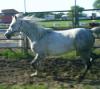 June 2004 - Such a nice trot