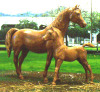Woodgrain Mare and Foal