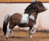 Breyer Shetland Pony