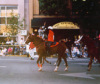 Tezlu, Parade Horse